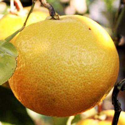 CITRUS X PARADISI POMPELMO